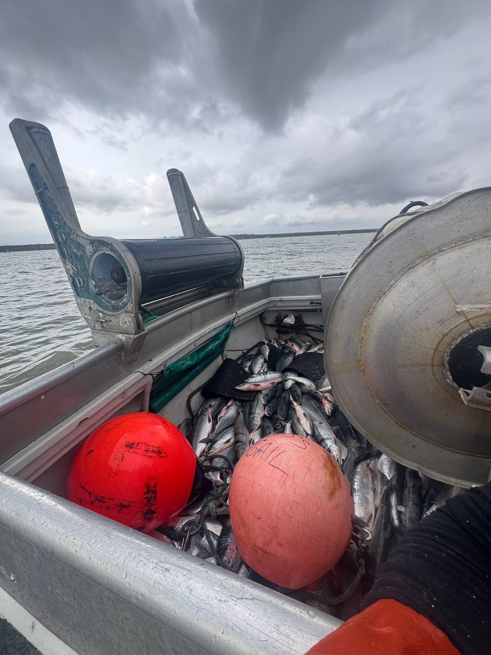 The hold packed with wild sockeye salmon and red buoys