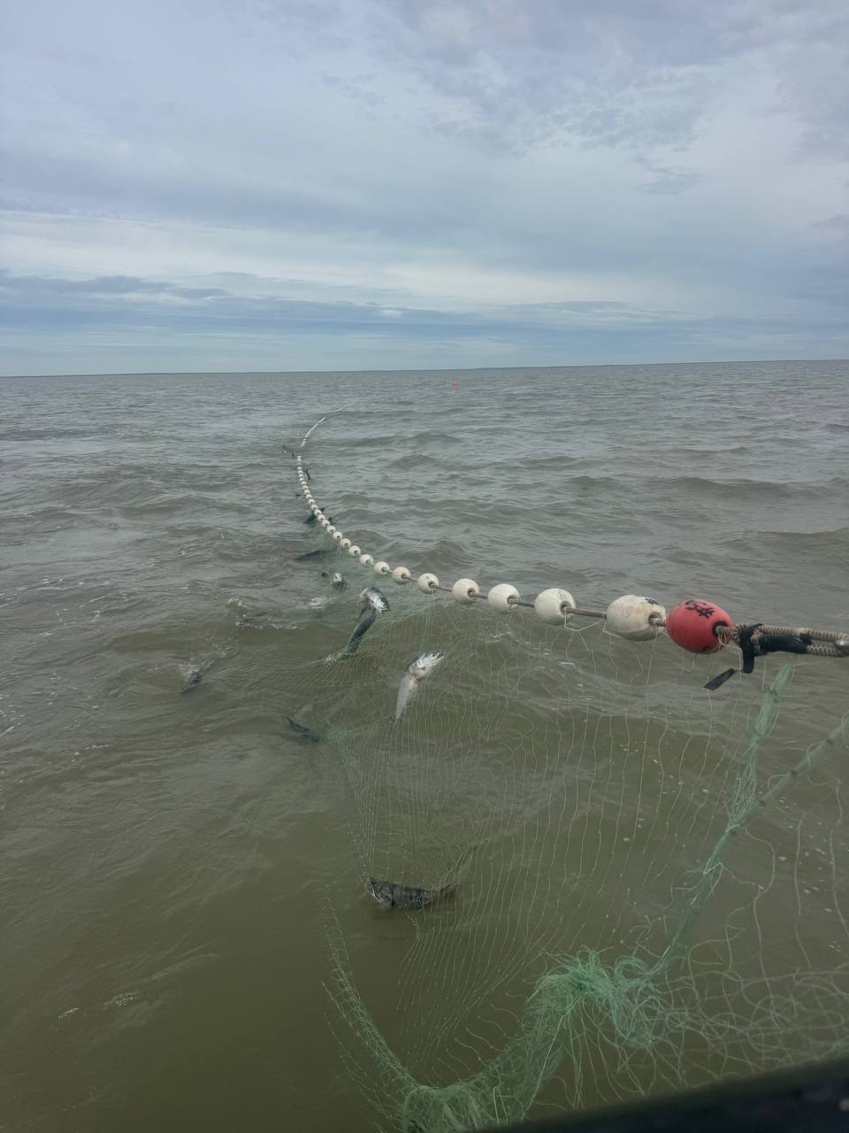 Gillnet in the water catching sockeye salmon