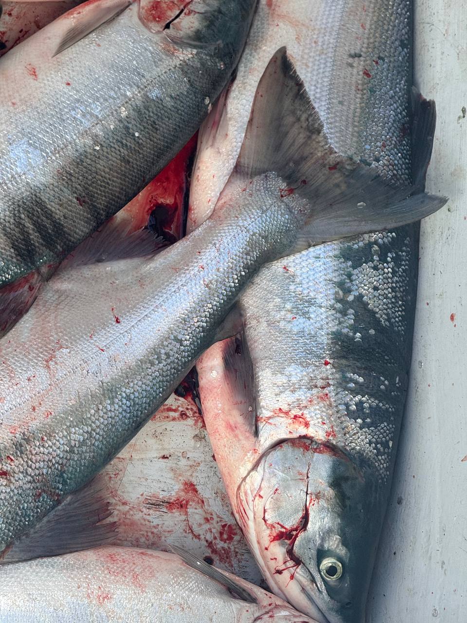 Glistening fresh wild sockeye salmon piled on deck